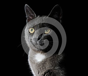 Cute grey cat