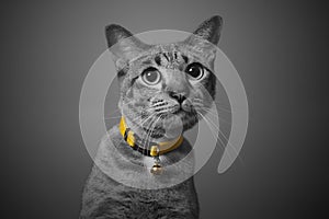 Cute grey cat, curious looking, black and white background