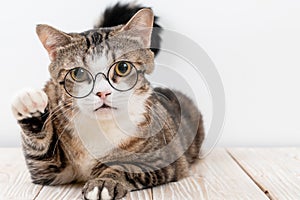 cute grey cat with glasses