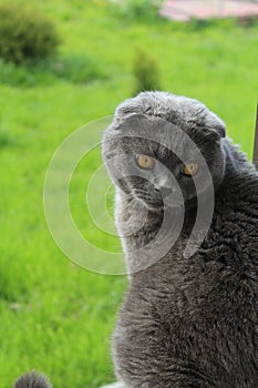 cute grey cat with gold eyes