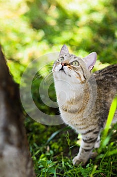 Cute grey cat hunting in grass chasing bird