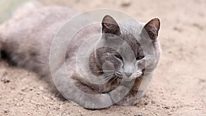 Cute grey cat in nature in summer