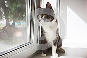 Cute grey cat patient