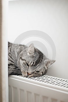 cute grey cat relaxing on the warm radiator at home