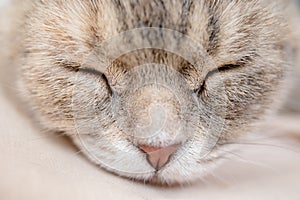 Cute Grey Cat Sleeping On Bed. Cat Face Closed Cat Eyes Close-up.