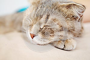 Cute Grey Cat Sleeping On Bed. Cat Face Closed Cat Eyes Close-up.