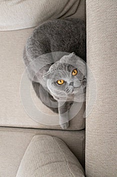 Cute grey cat on sofa aesthetic minimalist. Scottish fold cat. Domestic pet