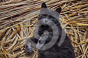 Cute grey cat in the straw