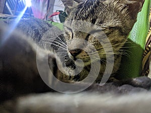 Cute grey cat take a selfie