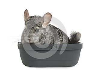 Cute grey chinchilla in box on background