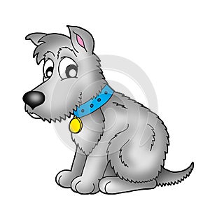 Cute grey dog