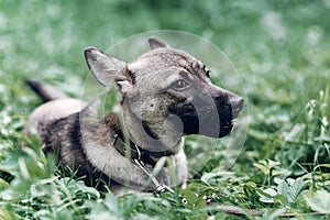 Cute grey dog portrait, close-up of mongrel puppy lying in the g