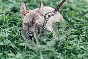 Cute grey dog portrait, close-up of mongrel puppy lying in the g