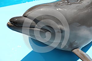 Cute grey dolphin at poolside on sunny day, closeup