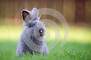 Cute grey fluffy rabbit running on grass backyard