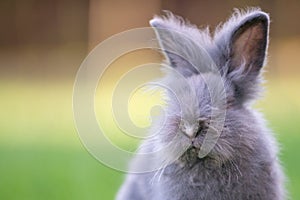 Cute grey fluffy rabbit running on grass backyard