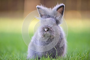 Cute grey fluffy rabbit running on grass backyard