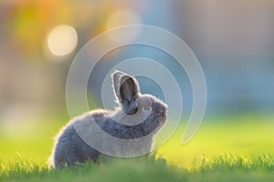 Cute grey fluffy rabbit running on grass backyard