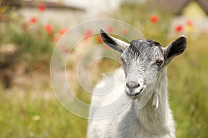 Cute grey goatling outdoors on sunny day. Animal husbandry