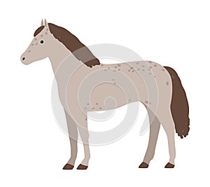Cute grey horse isolated on white background. Adorable pony with mane. Funny cartoon domestic equine animal, farm