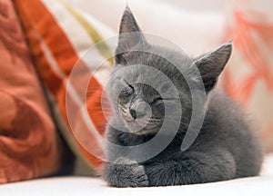 Cute grey kitten asleep on a sofa