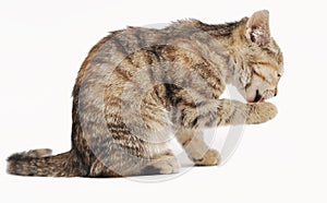 Cute grey litten on a white background