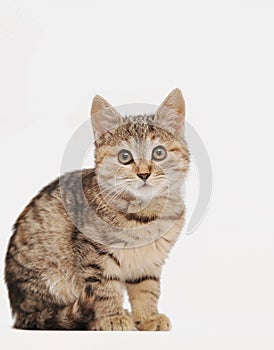 Cute grey litten on a white background