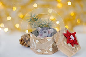 Cute grey little rat looking in frame and sitting in the wicker box with red-white snowflake, cone and spruce branches on the soft