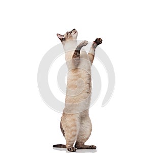 Cute grey metis cat standing on two legs looks up