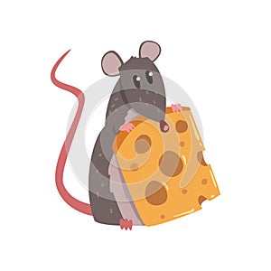 Cute grey mouse holding piece of cheese, funny rodent character vector Illustration on a white background