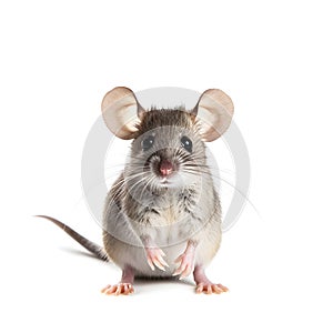 Cute grey mouse isolated on white background