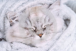 Cute grey persian cat sleeping or napping in cozy soft blanket. Cat warming under a plaid. Greeting card concept