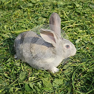 Cute grey purebreed rabbit in a yard