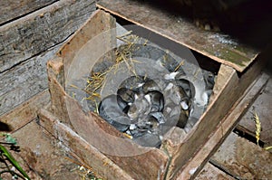 Cute grey purebreed rabbits cubs