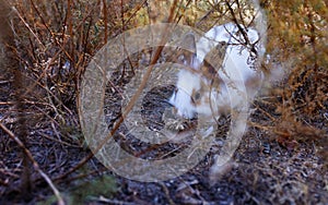 cute grey rabbit laying on messy dry grass field under the shade