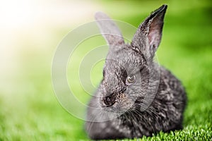 Cute Grey rabbit sitting on a green grass nature background.
