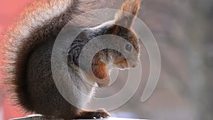 Cute grey and red squirrel