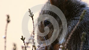 Cute grey and red squirrel