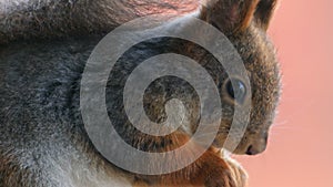 Cute grey and red squirrel