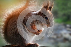 Cute grey and red squirrel