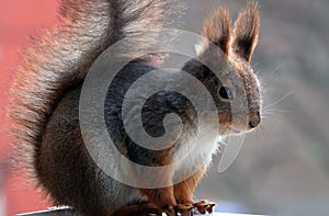 Cute grey and red squirrel