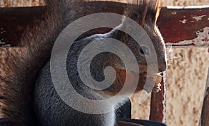 Cute grey and red squirrel