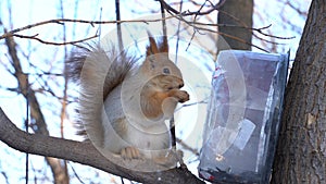 A cute grey red squirrel sits on a stump and eats seeds on a sunny winter day