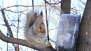 A cute grey red squirrel sits on a stump and eats seeds on a sunny winter day