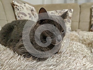 Cute grey russian blue cat feline animal pet resting on sofa