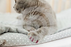 Cute grey Scottish fold cat with pink silicone caps on the cat`s claws. Protecting furniture in the home from being damaged