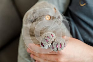 Cute grey Scottish fold cat with pink silicone caps on the cat`s claws. Protecting furniture in the home from being damaged