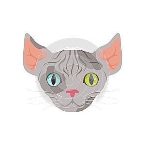 Cute grey sphinx cat with eyes of different colors, funny cartoon animal character vector illustration