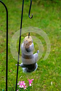 Cute grey squirrel