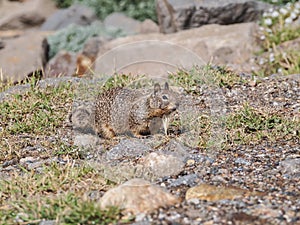 Cute grey squirrel